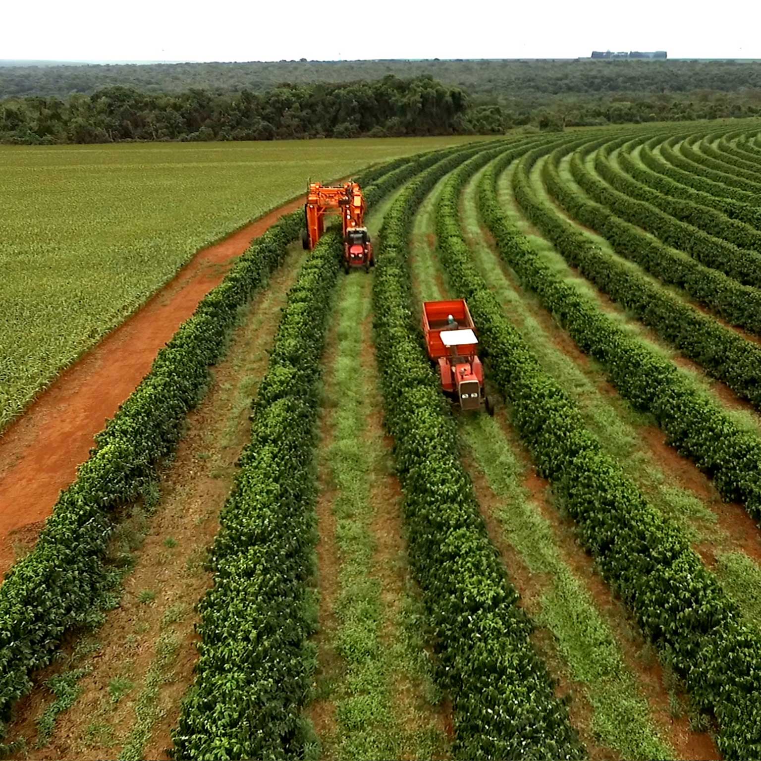 Brazilian farmers’ approach to digital Embracing digital McKinsey